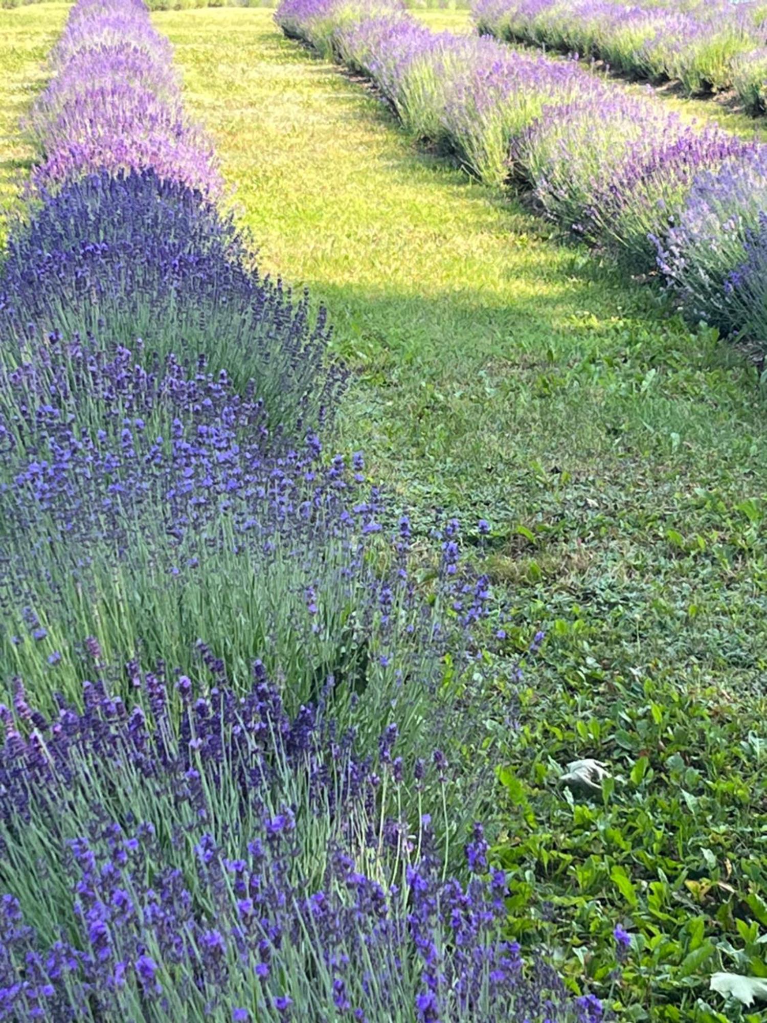 Lavender Village Kiemeliai Eksteriør billede