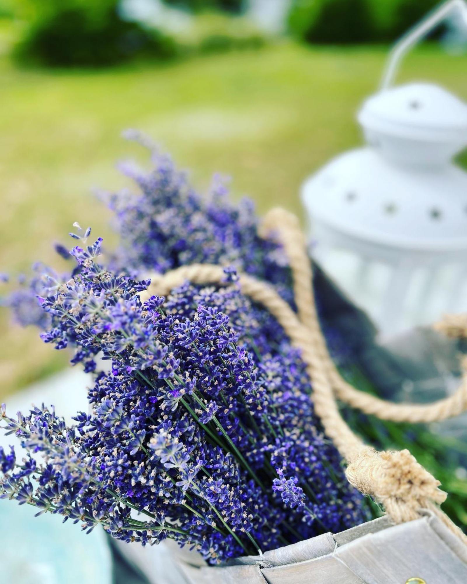Lavender Village Kiemeliai Eksteriør billede