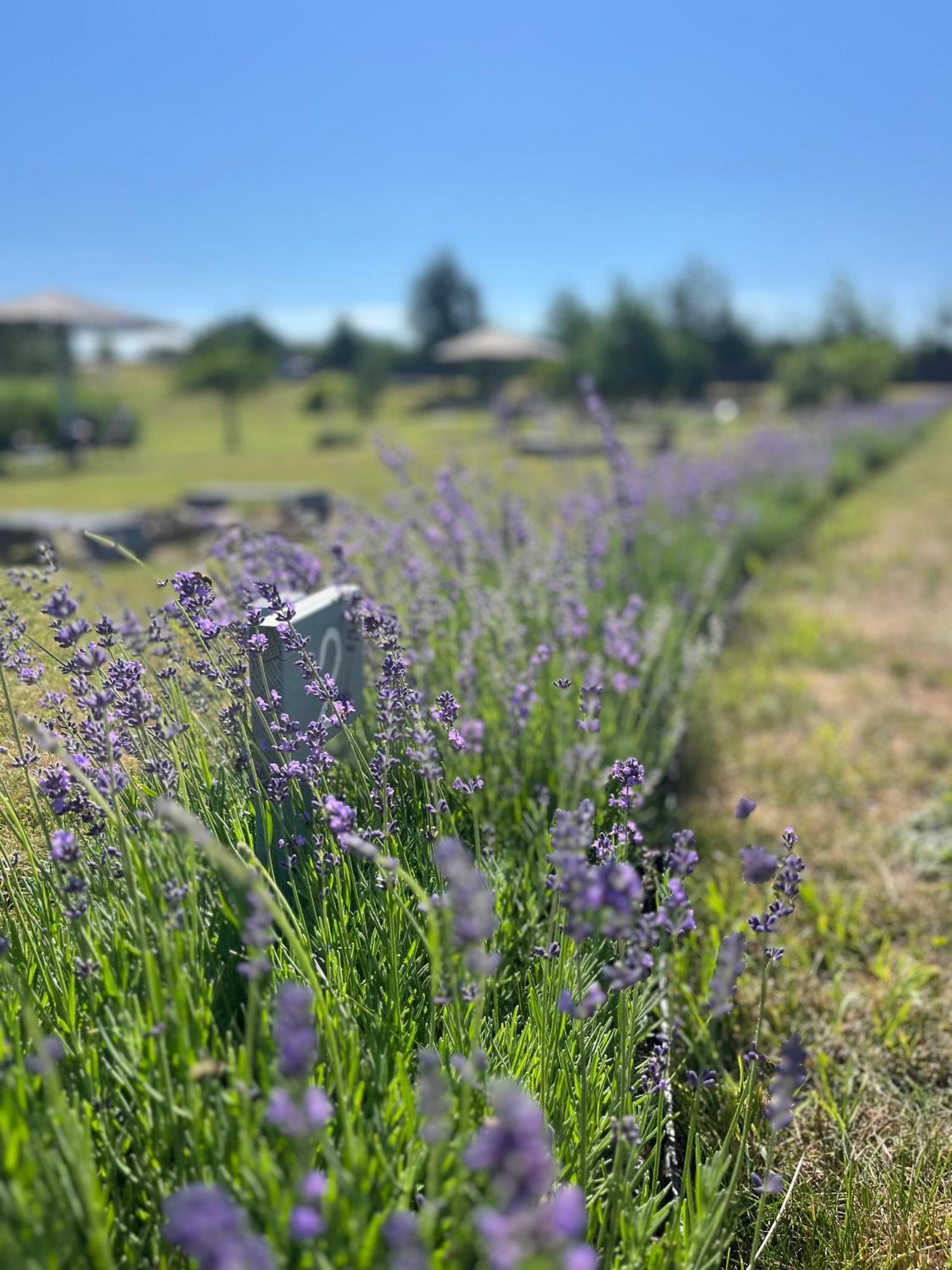 Lavender Village Kiemeliai Eksteriør billede