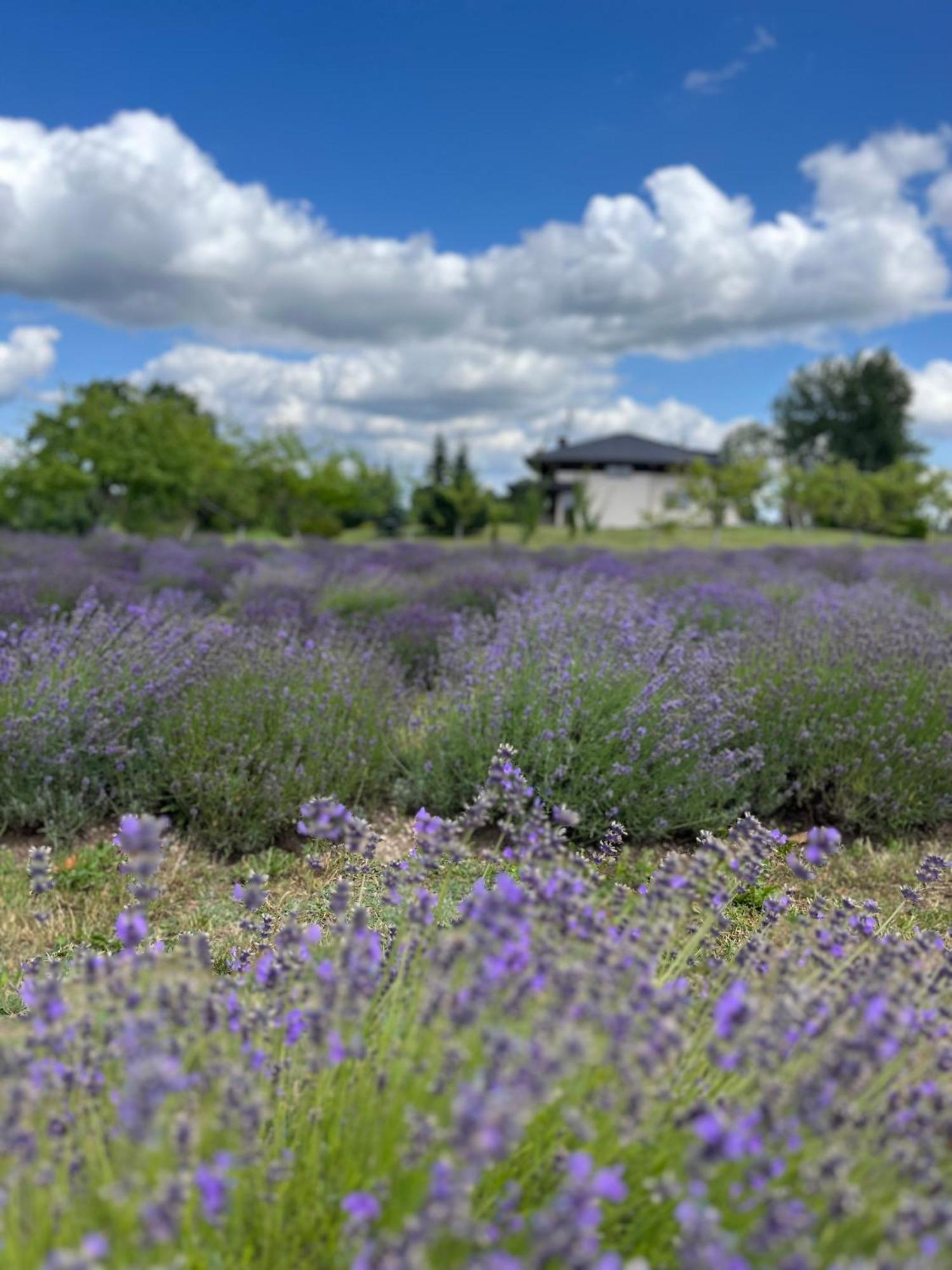 Lavender Village Kiemeliai Eksteriør billede